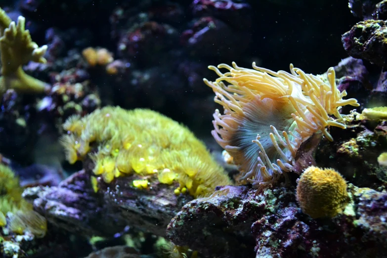 the sea anemonias are growing in the corals