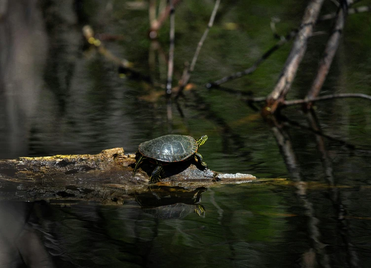 a turtle that is sitting on a nch in some water