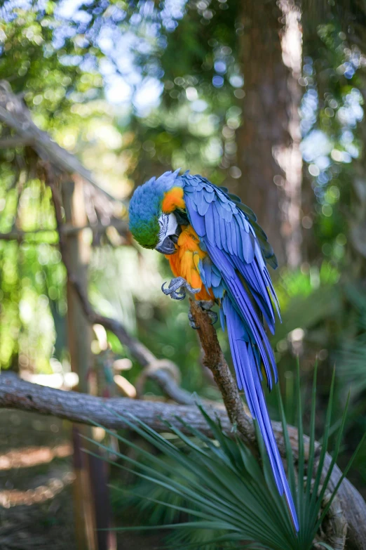 a colorful parrot perched on top of a tree nch