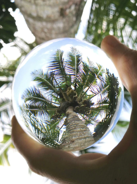 the palm tree is reflected in a sphere