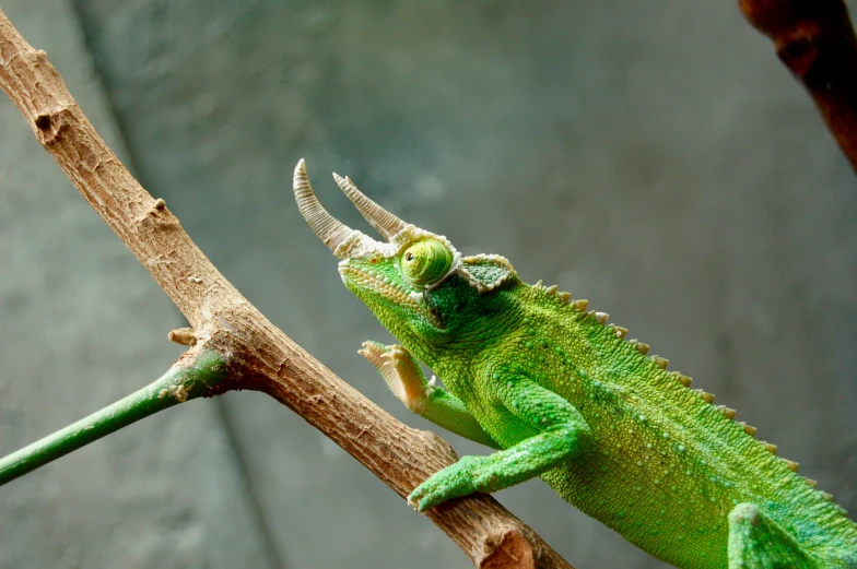 a green lizard sitting on top of a leaf covered tree nch