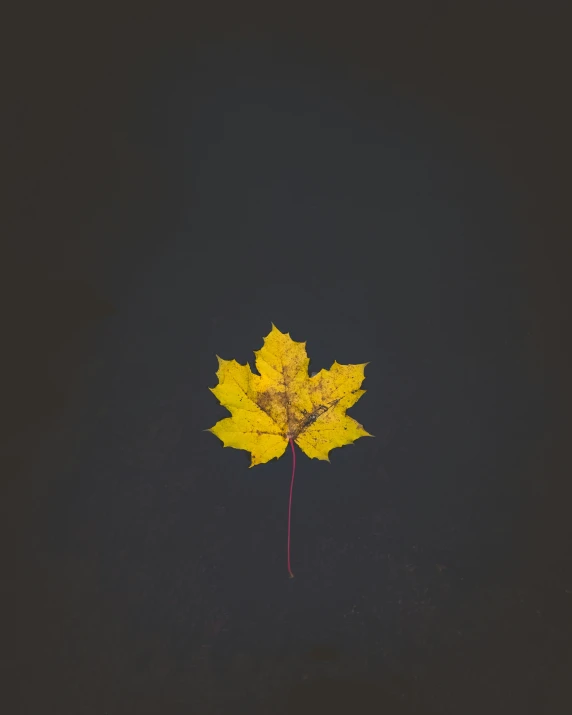 a close up image of a single leaf with black background