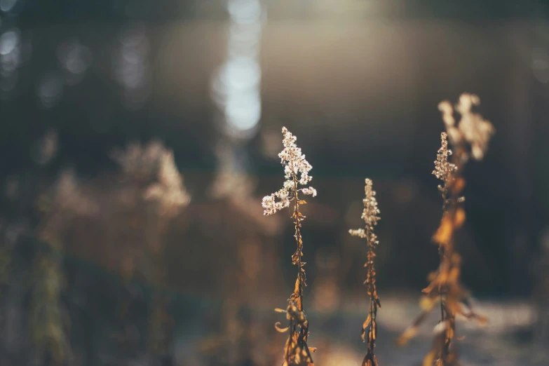 some plants that have very small flowers near one another