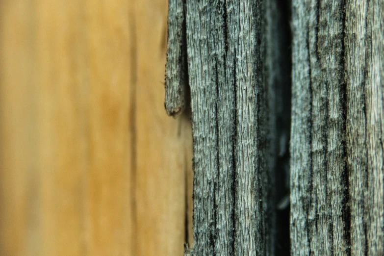 a tree line shows the same tree's bark as the picture appears