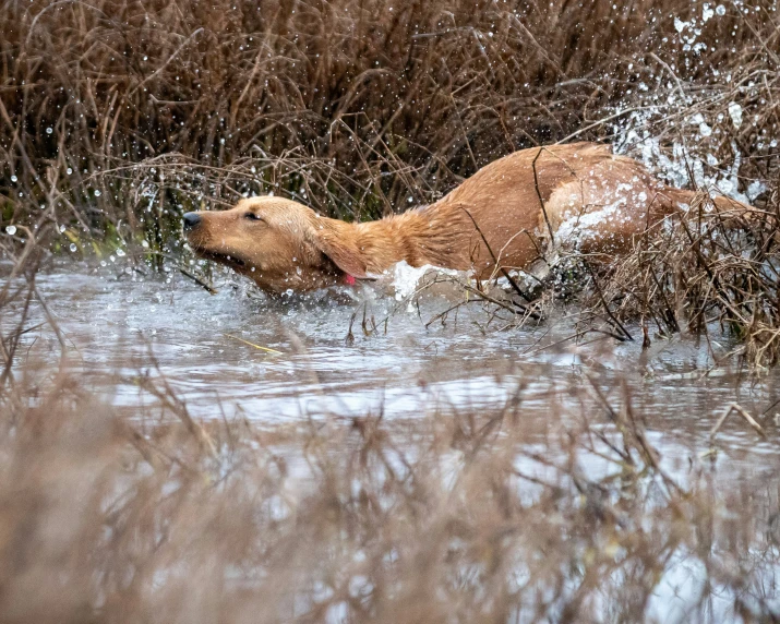 a wet bear takes a swim in a wetland