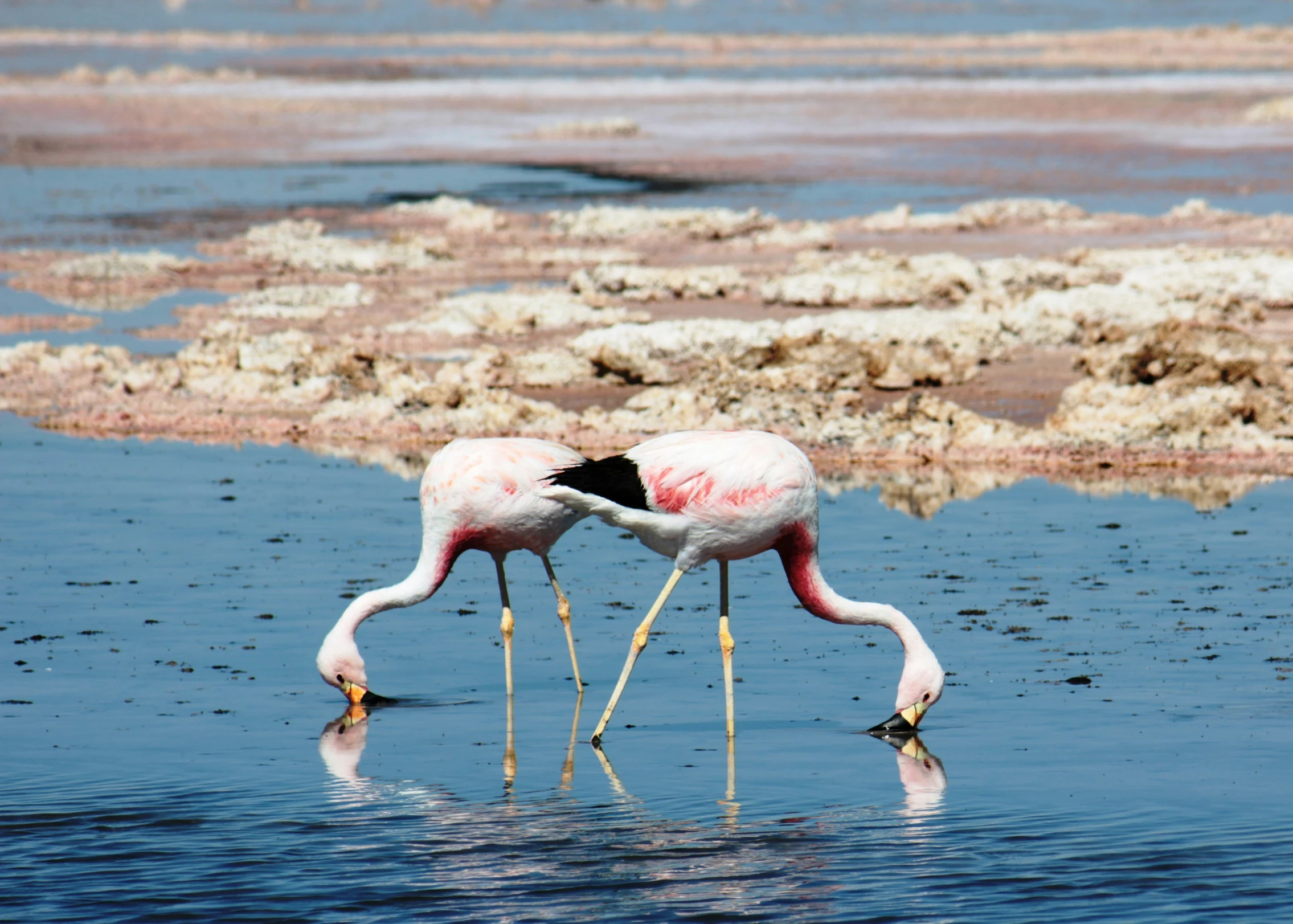 two flamingos standing in water looking at soing