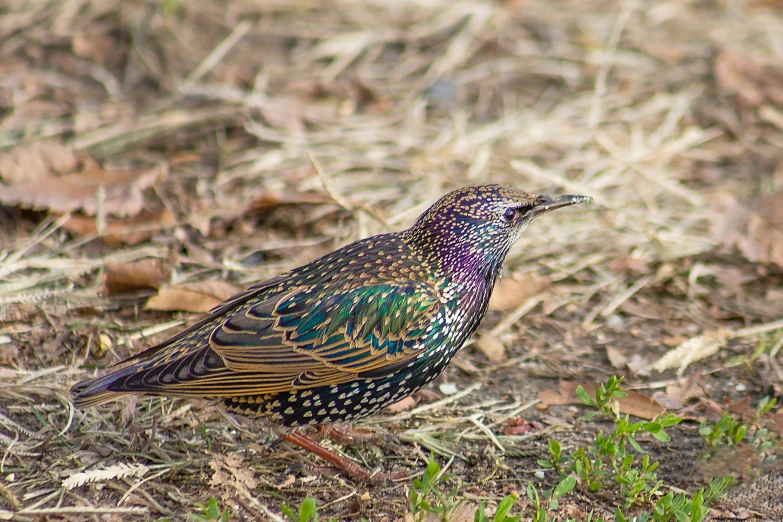 an image of a small bird that is walking through the ground