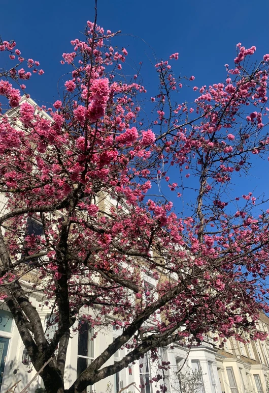 a pink tree and buildings with no leaves