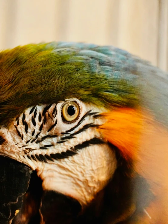 a colorful parrot looking over its shoulder