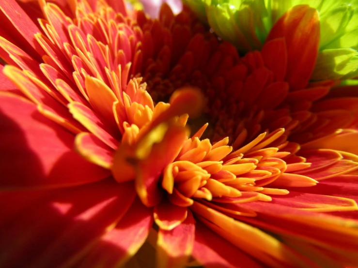 flowers are arranged in bright pink and green colors