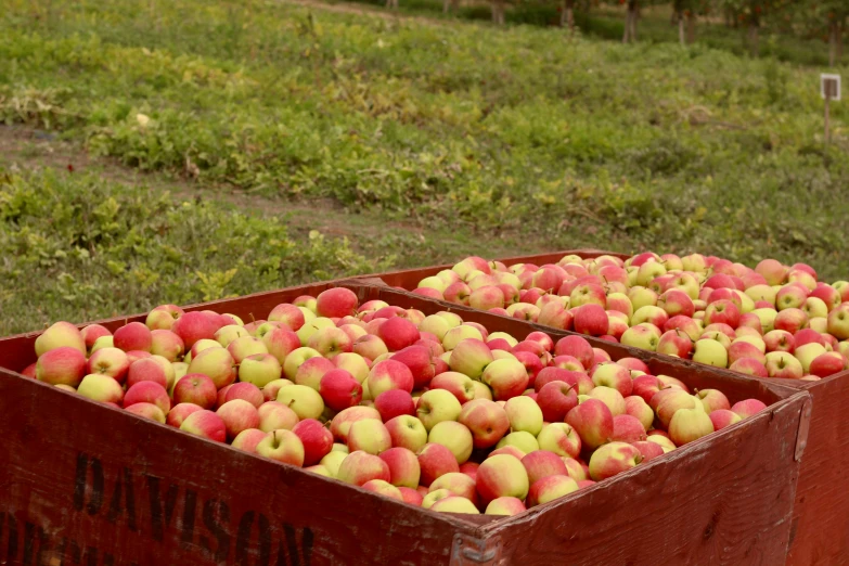 some wooden boxes full of apples with green grass in the background