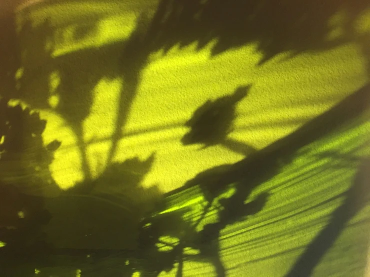 shadow of plant on the wall with light coming through it