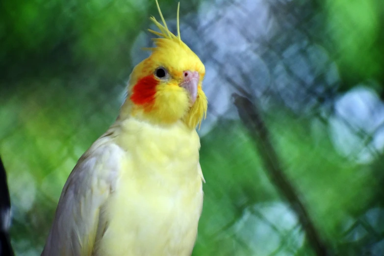 a yellow bird with red tipped beak sitting in tree nches