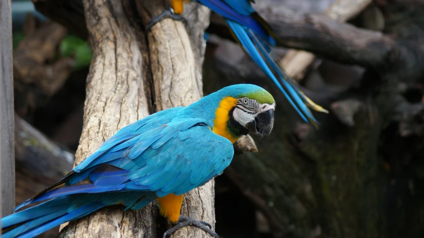 two brightly colored parrots are standing on a tree