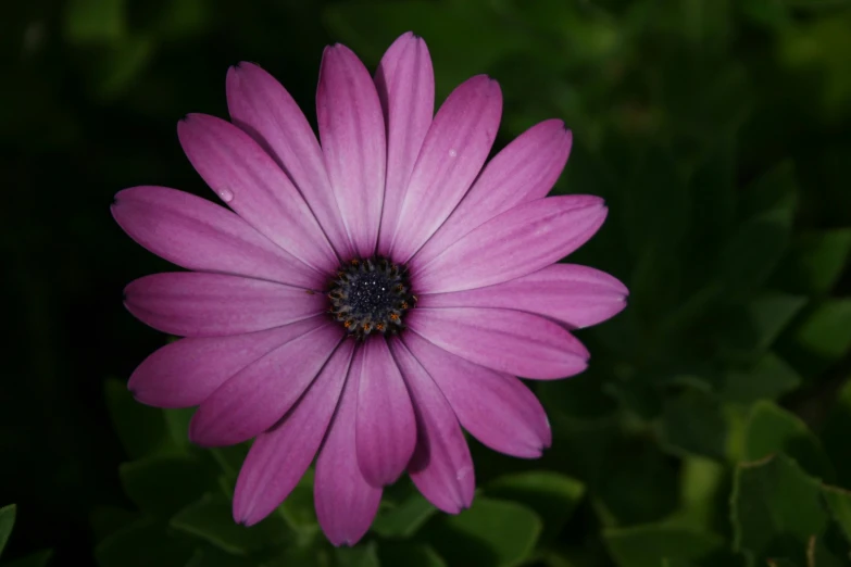 a purple flower sitting in a green plant