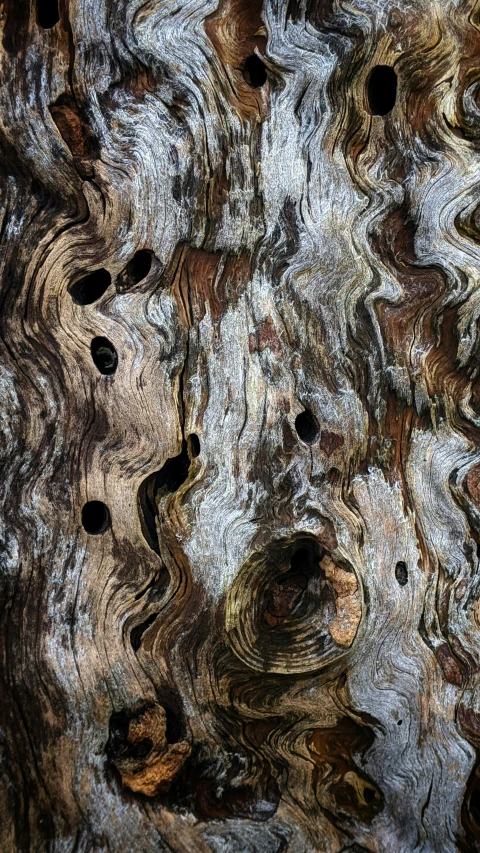 a close up s of wood with some holes in the bark