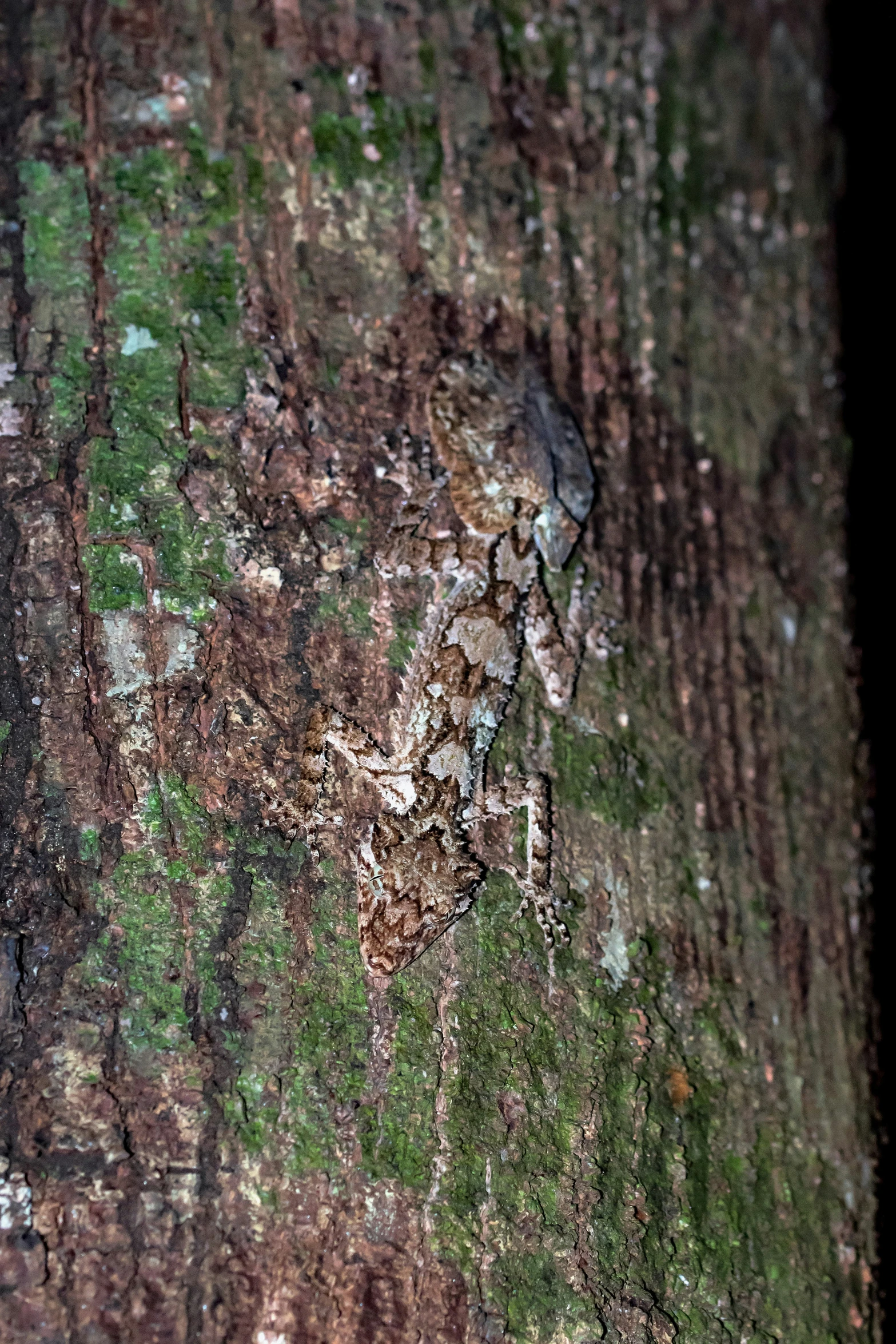 an odd looking texture is on a tree trunk