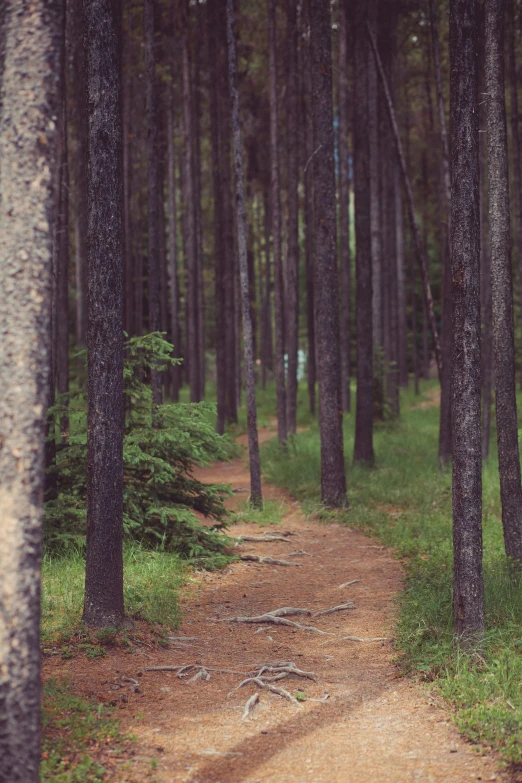 a dirt path in the middle of a forest