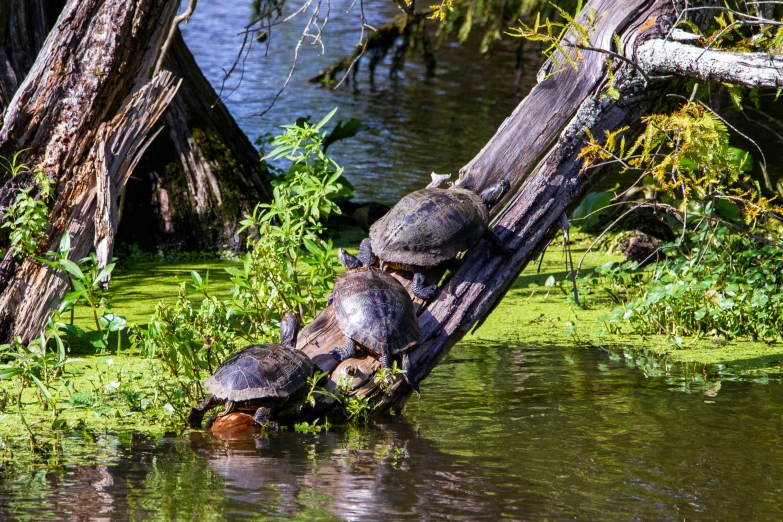 turtles are perched on the top of an old log in a body of water