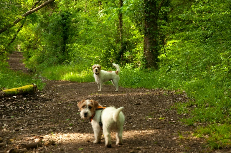 two white and brown dogs are standing on the trail