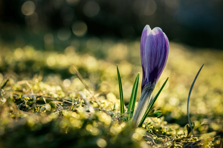 a single flower grows from the ground covered with green moss