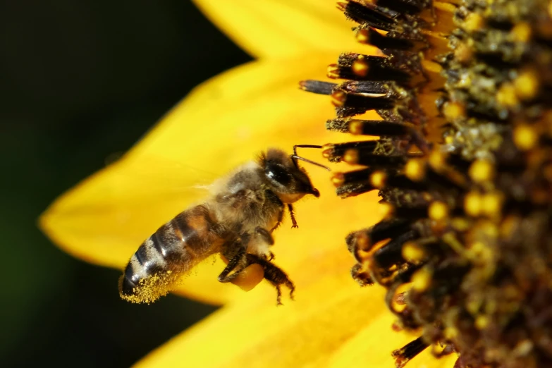 bee collecting pollen from the middle of a sunflower