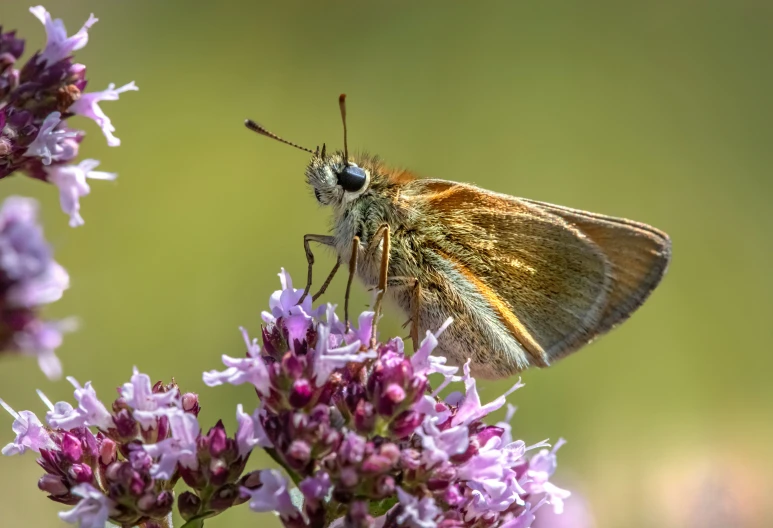 small moth on the top of some purple flowers