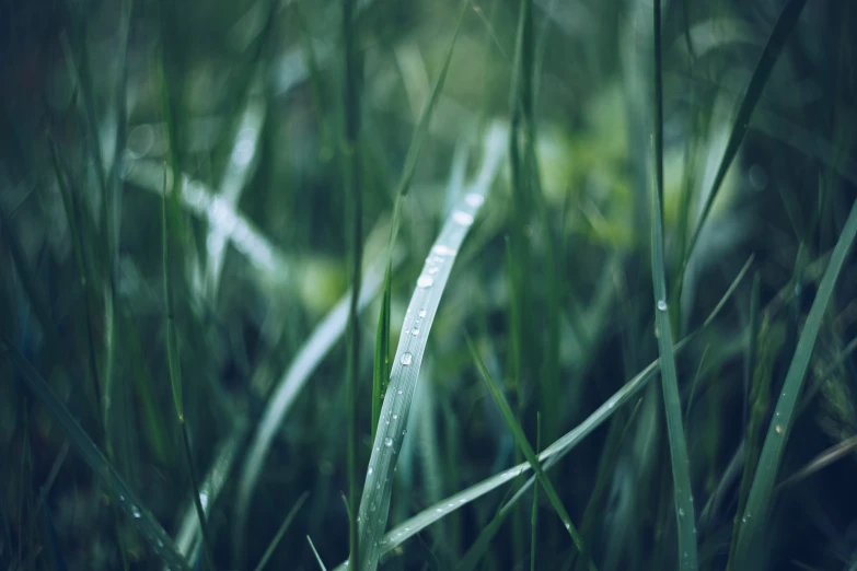 a grass field with water drops hanging from it