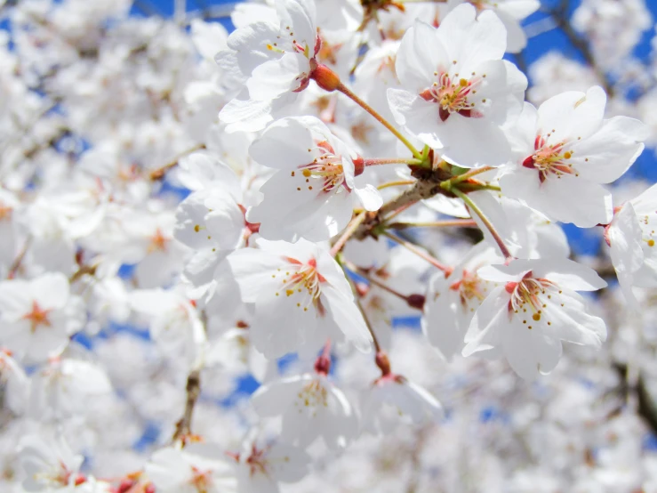 close - up of white flowers on a nch against blue sky