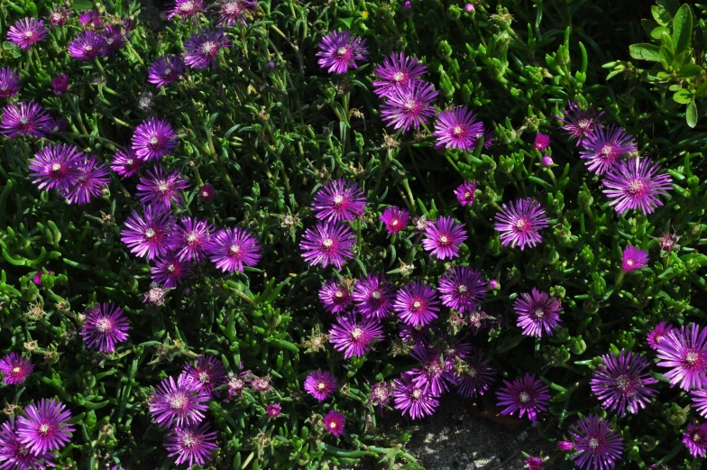 an image of purple flowers growing in the grass