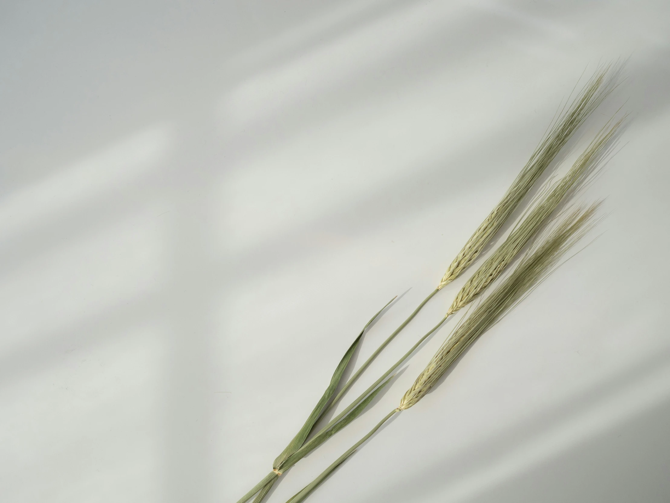 two long thin plants on a table with shadows