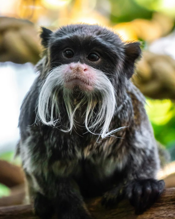 a small monkey with long, white, and gray fur