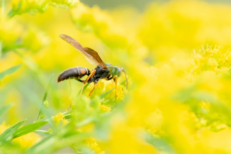 a bee flies past yellow flowers on the side of the road