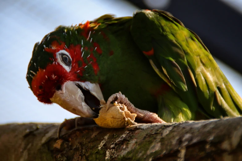 a parrot with his head turned to eat food