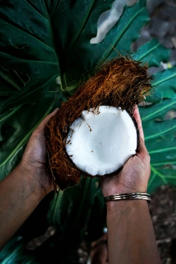 two hands holding a coconut that is inside of a shell