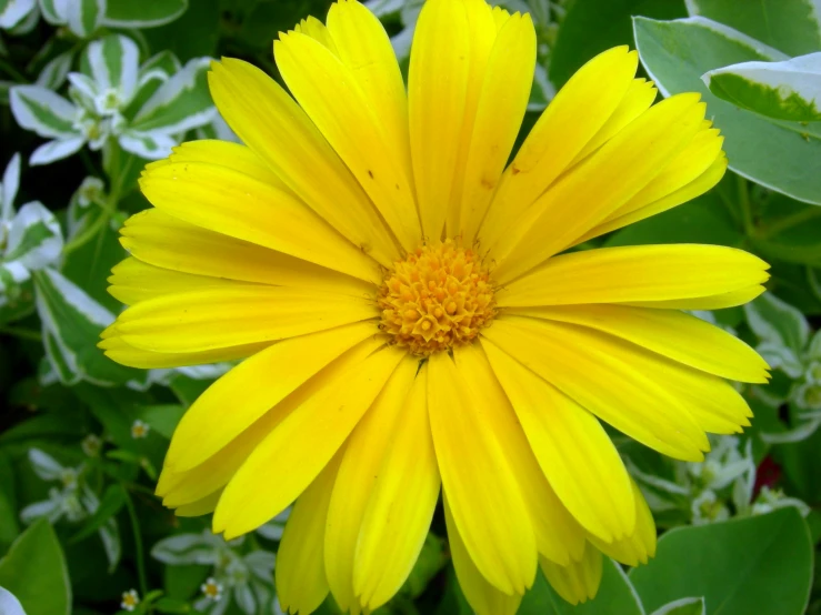 the large yellow flower is surrounded by green leaves