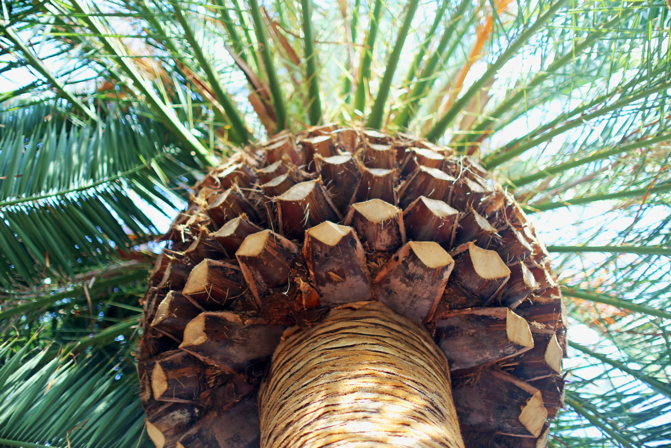 a view up at a tall tree with many small leaves