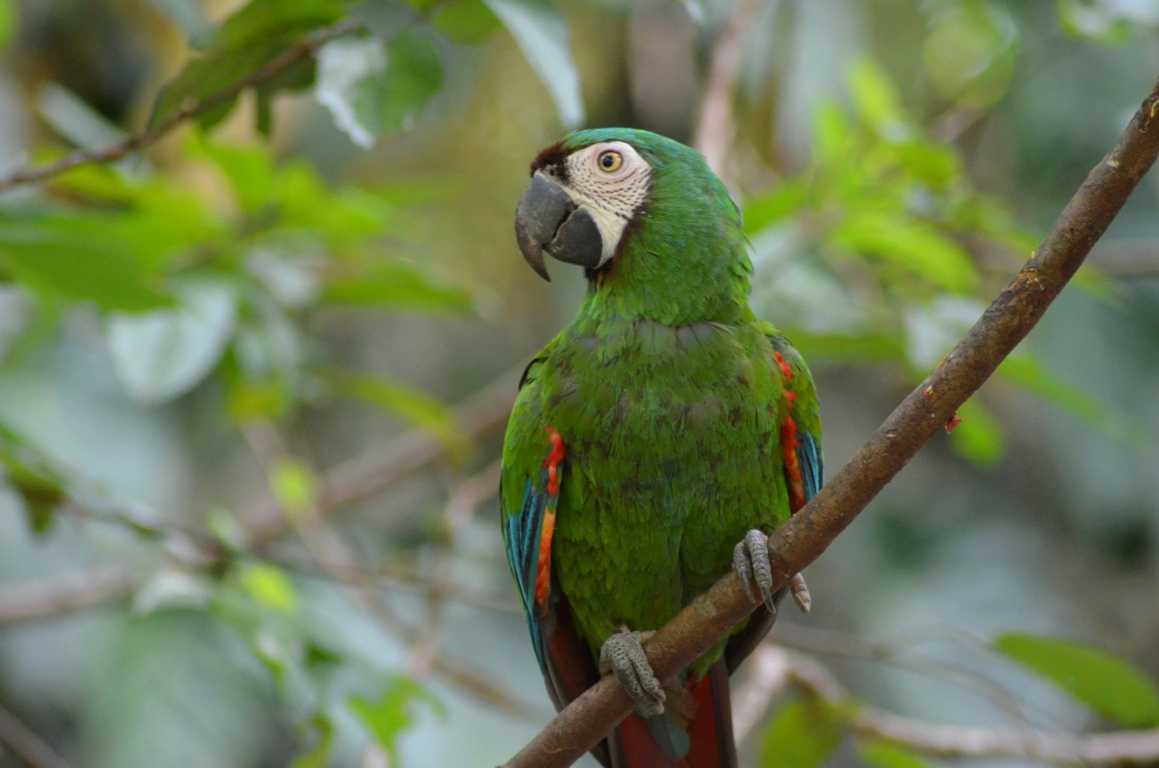 a very pretty green bird perched on a nch