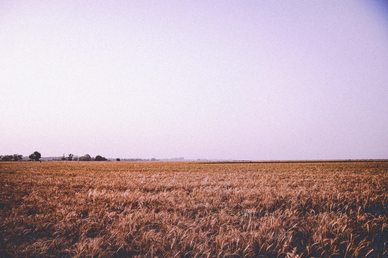 an empty field with tall grasses on both sides of it