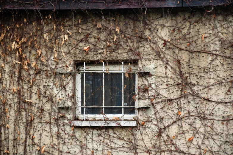 a window covered with vines and ivys