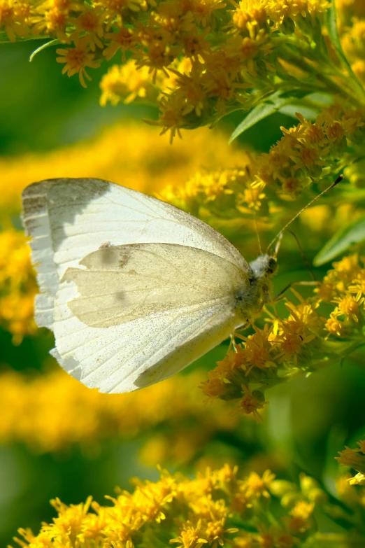 a close up image of a small erfly on some flowers