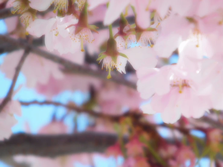 a close up s of flowers on the nches