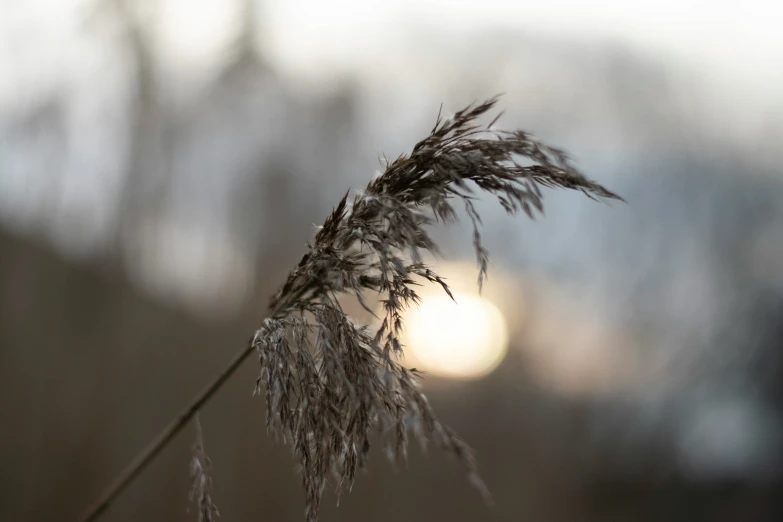 a close up of a plant with the sun in the background