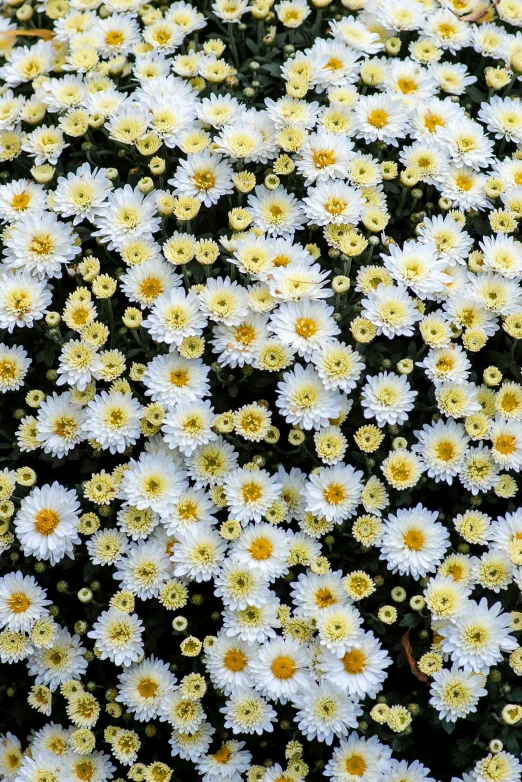 this is a very big cluster of white and yellow flowers