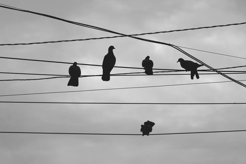 several birds sitting on power lines with clouds in the background