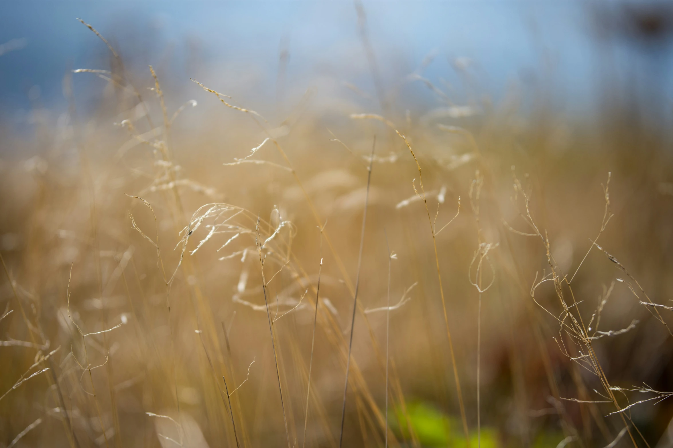 a bunch of dry grass in a field