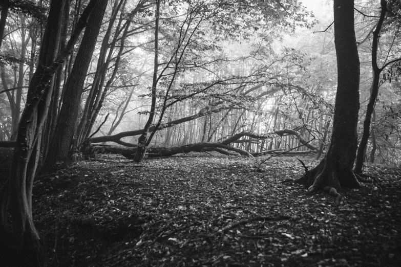 a black and white po of fallen trees