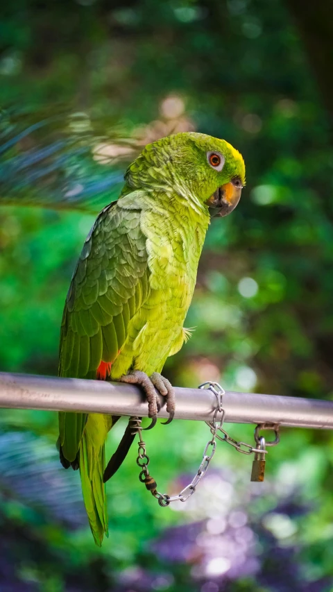 a green parrot sitting on top of a metal bar
