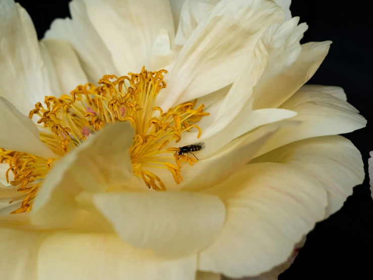 the white flower is almost blooming with yellow stamens