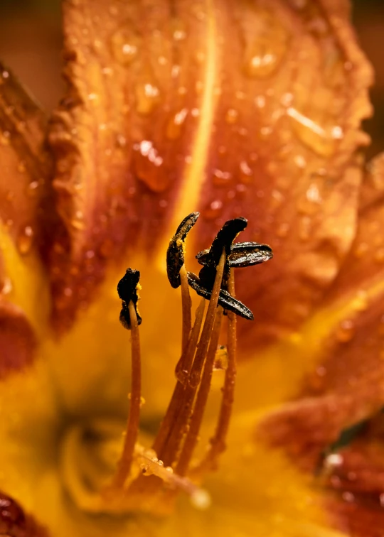 dew on a yellow flower with two small dewdrops
